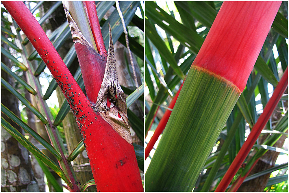 Red and Green