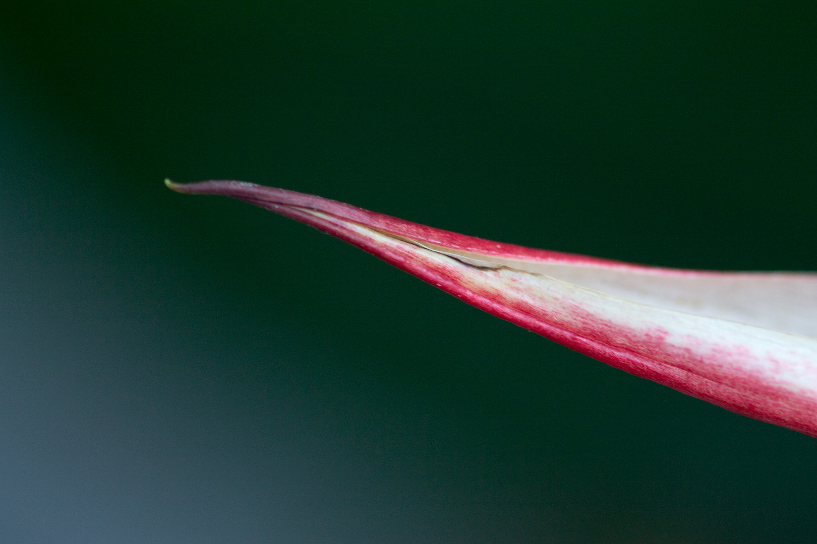 Red and Green