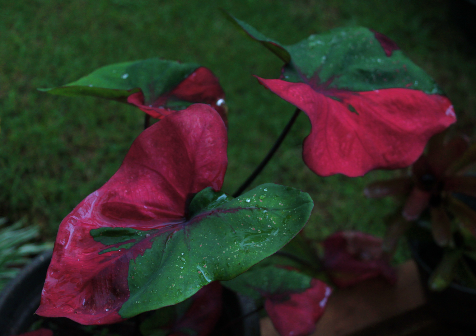 Red and Green Caladium