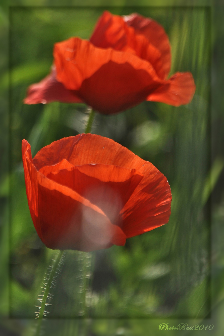 Red and Green