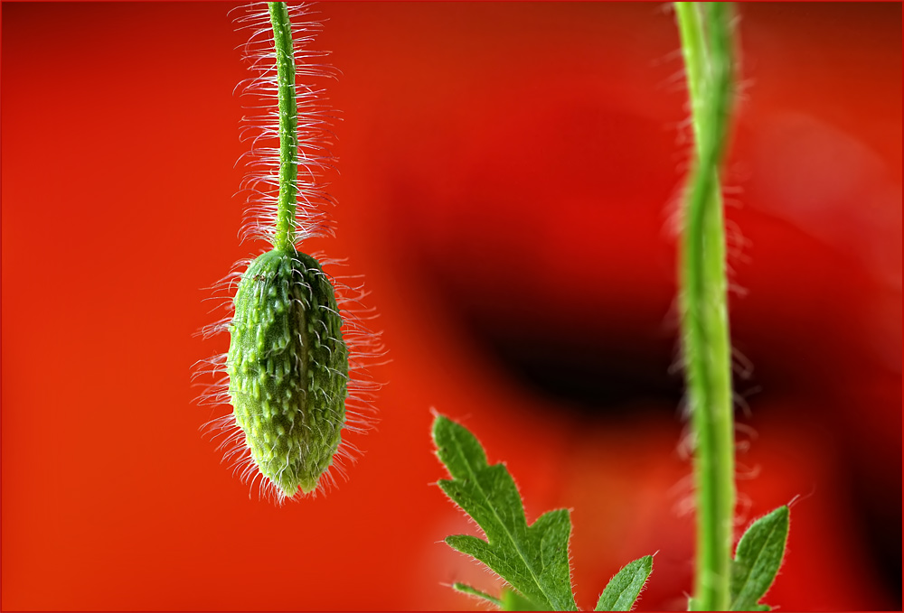 red and green - today and tomorrow