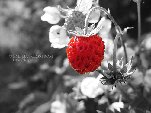 Red and Grey