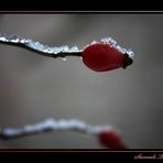 RED AND ICE