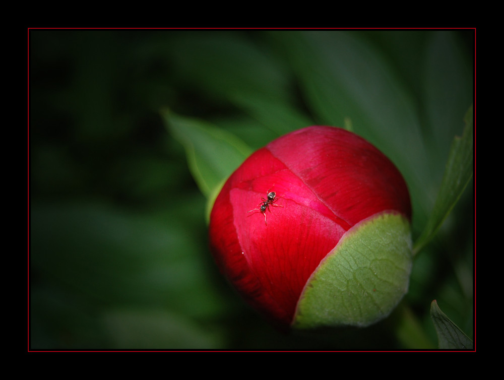 Red and Round