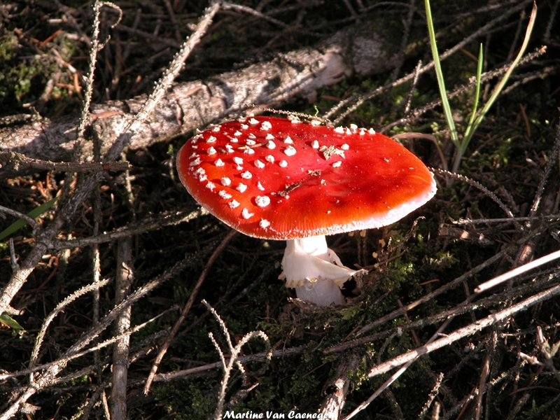 red and white