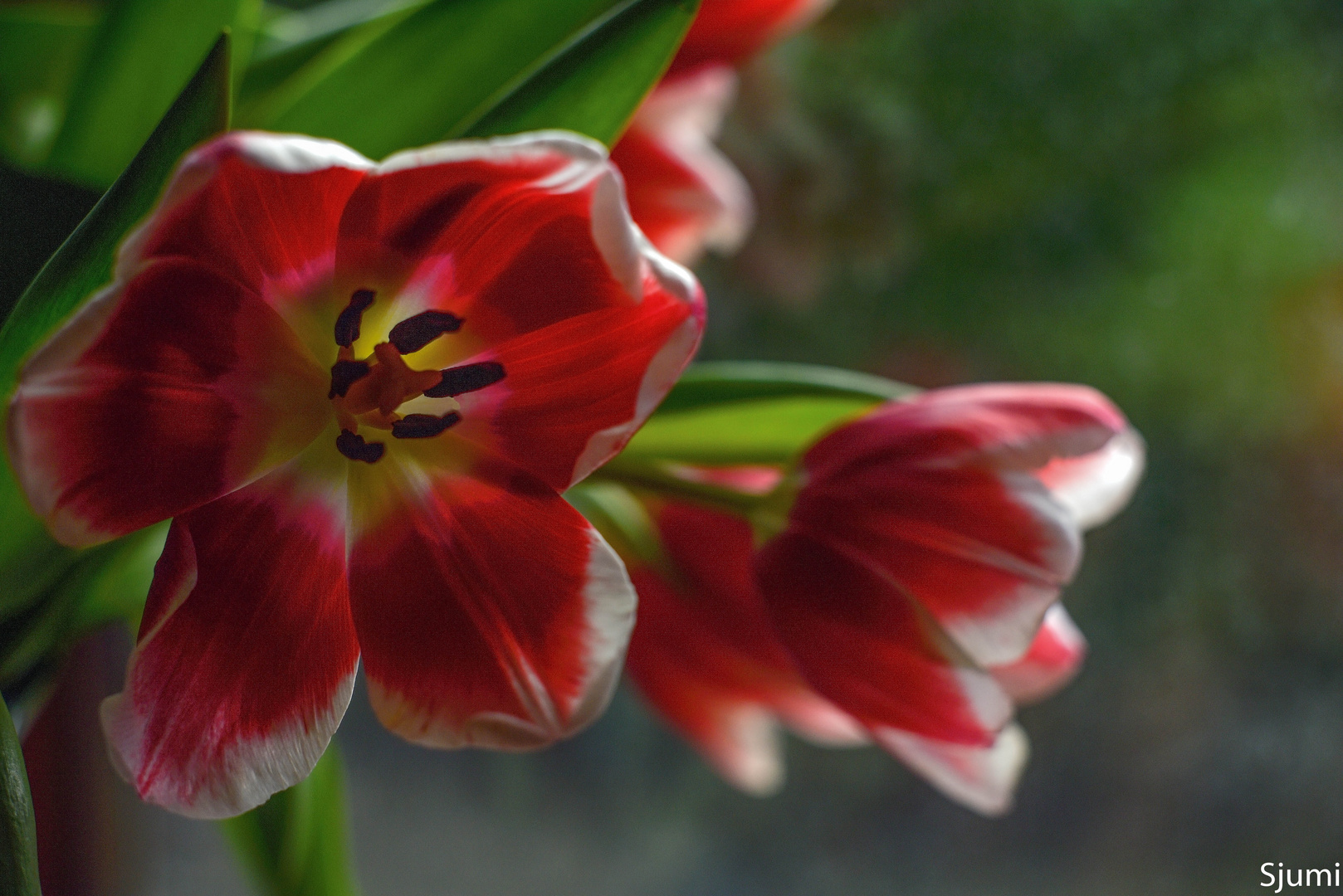 Red and white