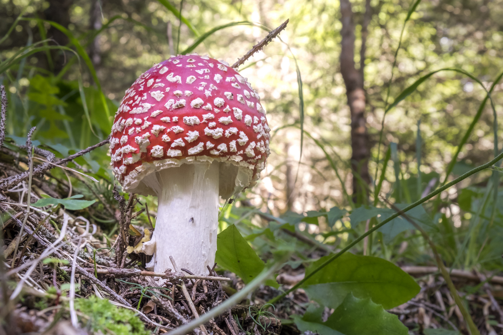 red and white amanita phallus mushroom in the woods