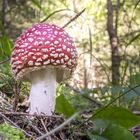 red and white amanita phallus mushroom in the woods