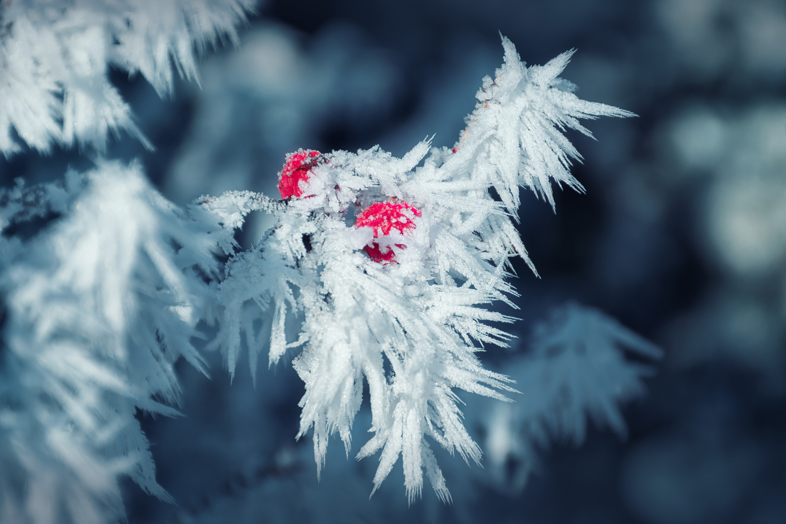 red and white