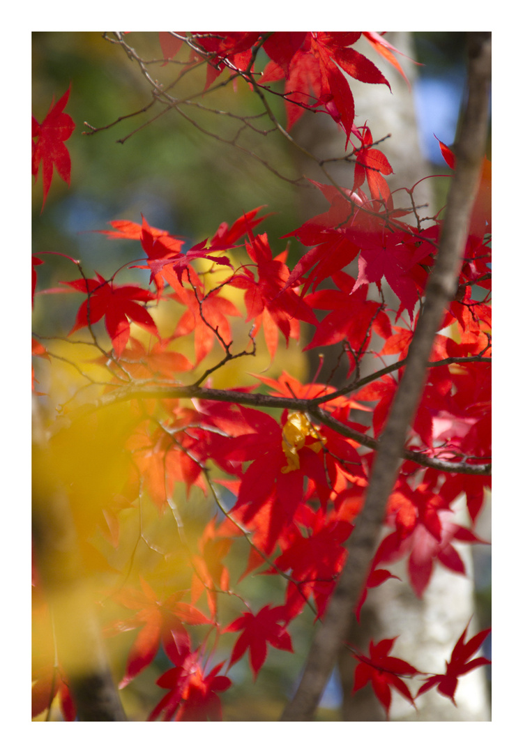 Red and Yellow-2