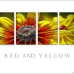 Red and Yellow ...