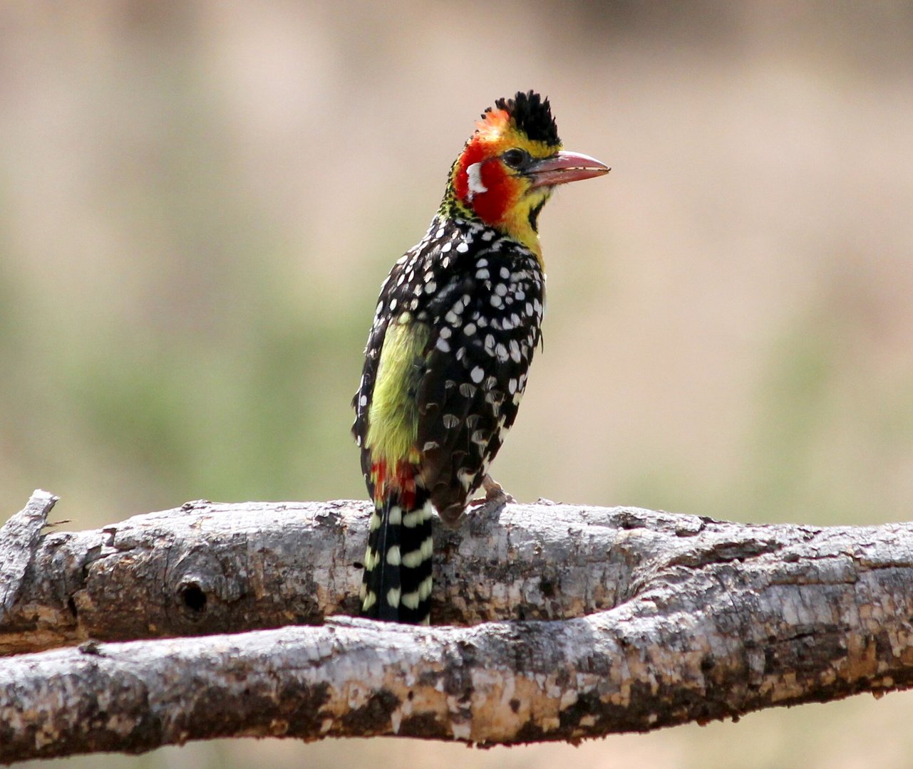 Red-and-yellow Barbet