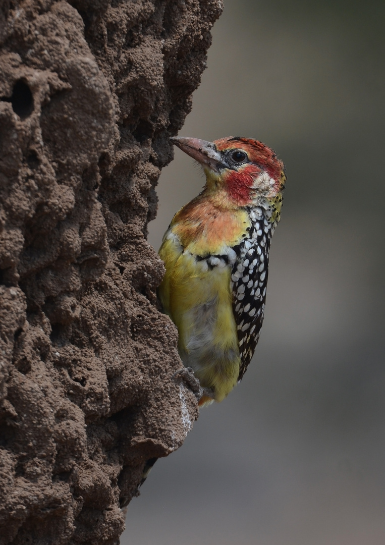 Red-and-yellow barbet 