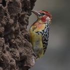 Red-and-yellow barbet 
