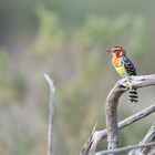 red-and-yellow Barbet