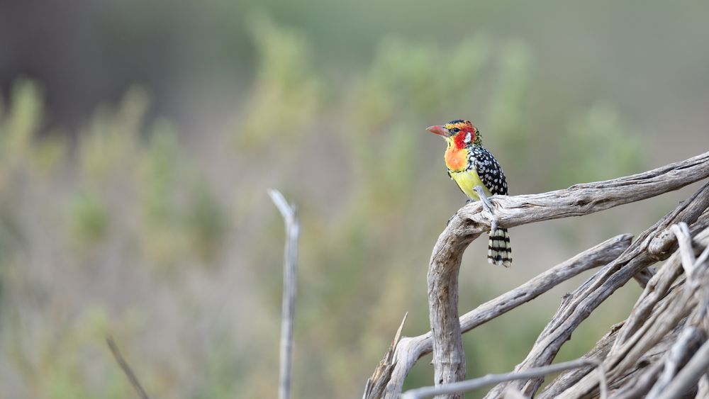 red-and-yellow Barbet