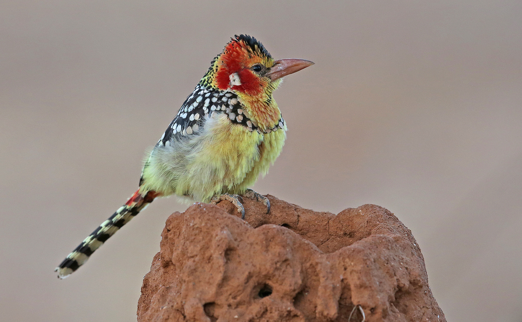 Red and Yellow Barbet