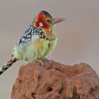 Red and Yellow Barbet