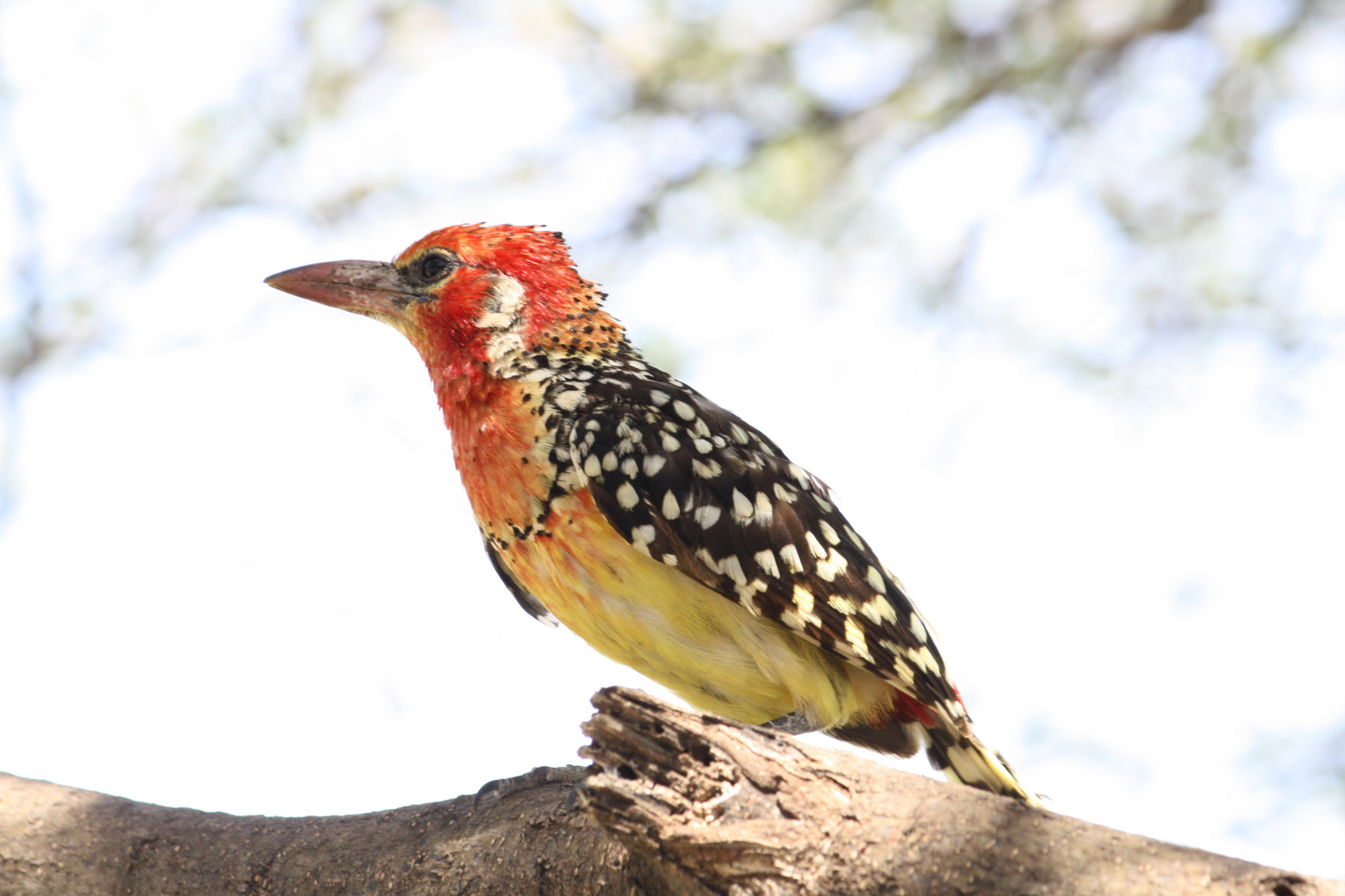 Red and yellow Barbet