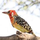 Red and yellow Barbet