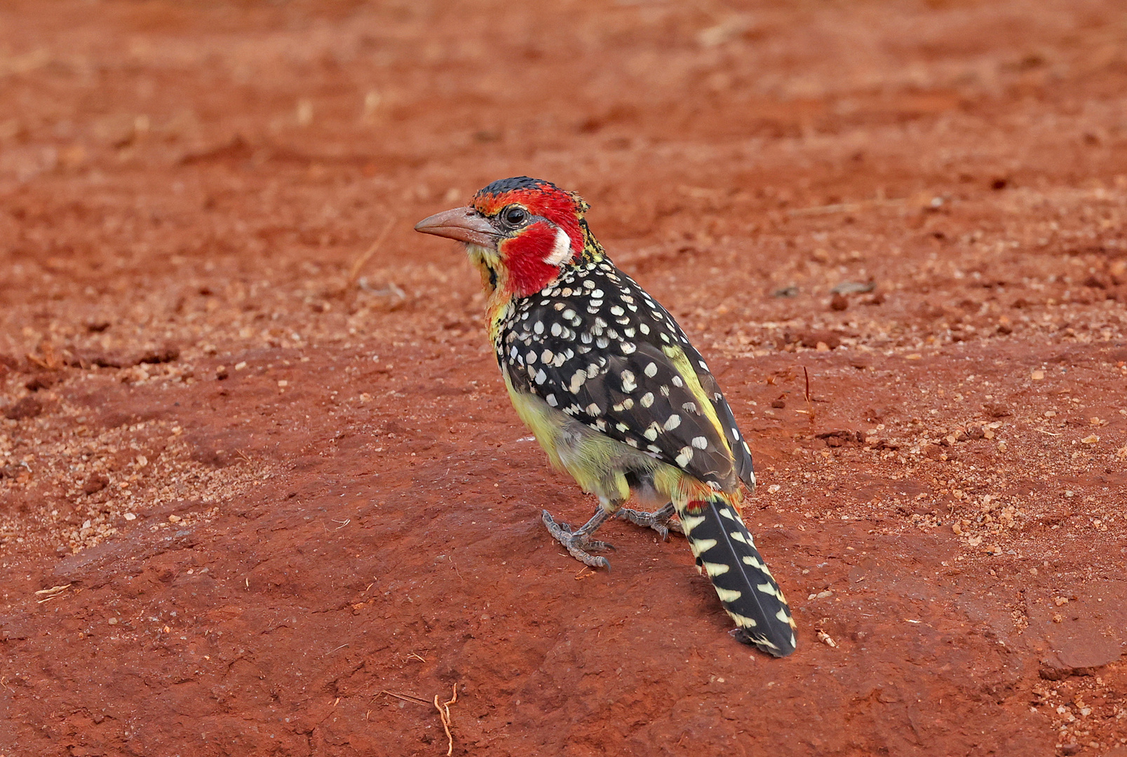 Red-and-Yellow Barbet on ground