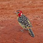 Red-and-Yellow Barbet on ground