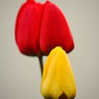 Red and yellow