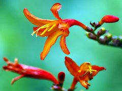 Red and Yellow flower,,, Snapdragon????