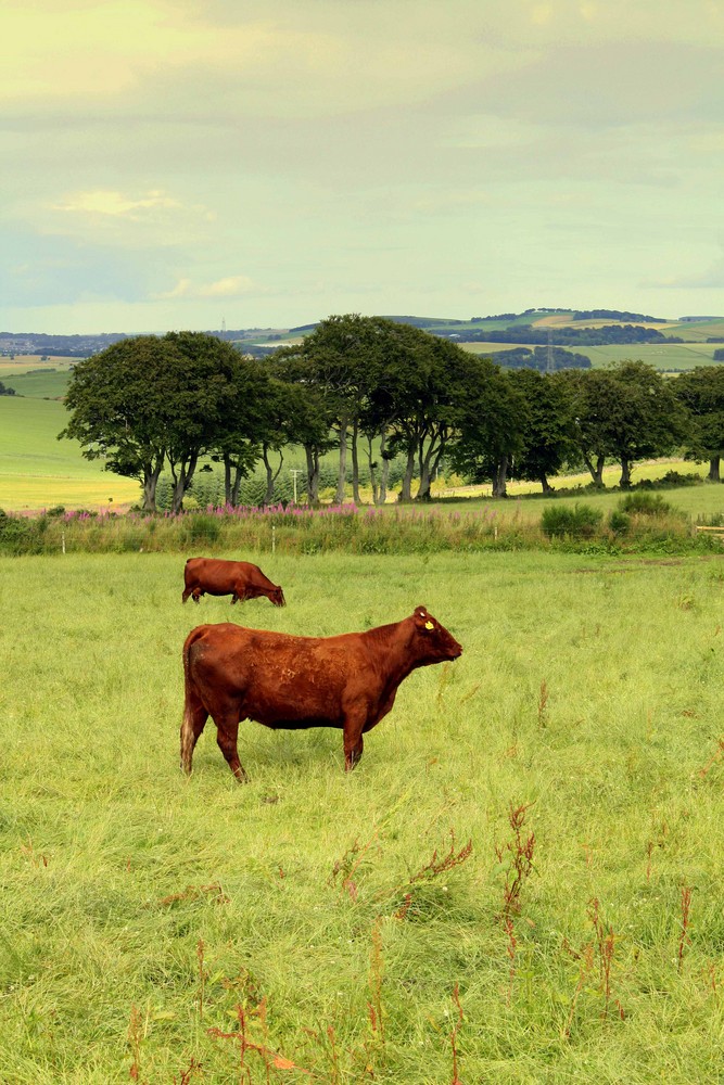 Red Angus