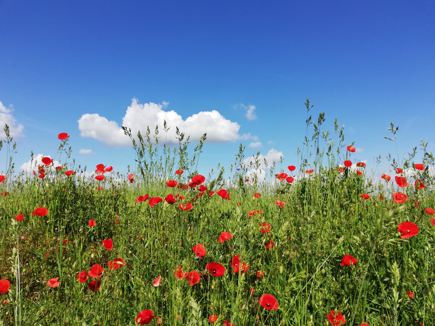 Red as poppy and blue as the sky