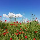 Red as poppy and blue as the sky