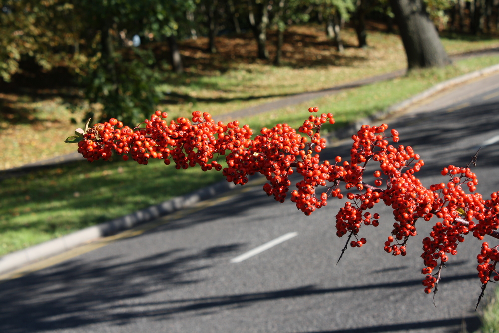 Red Autum Berrys