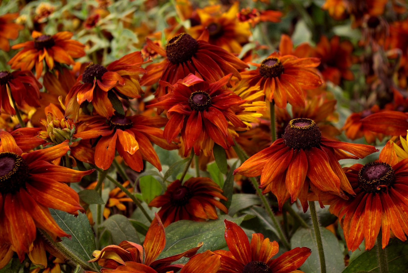 Red autum flowers