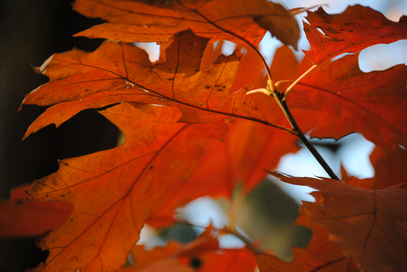 Red Autumn