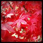 Red autumn