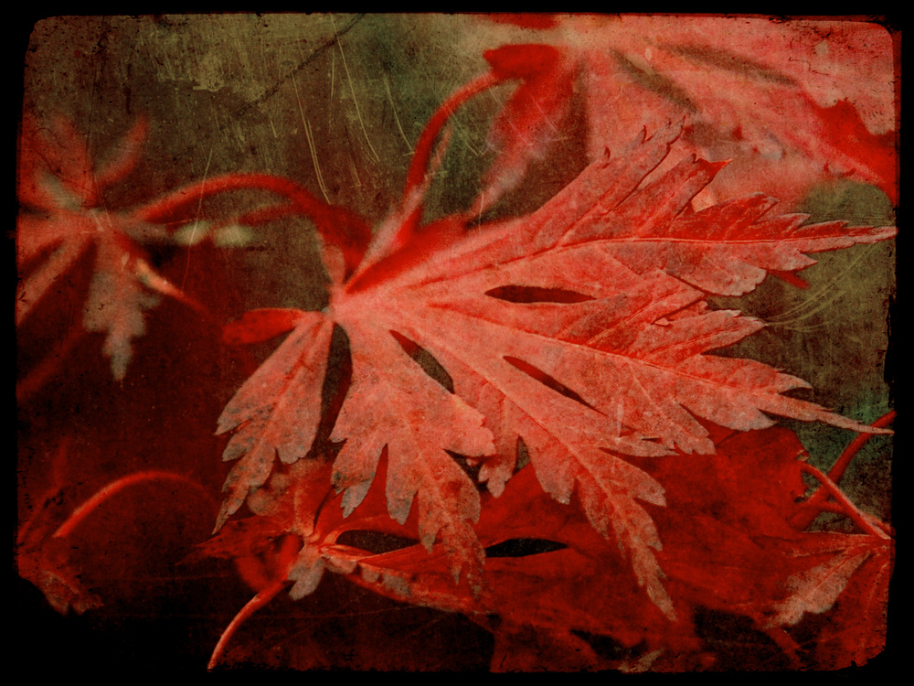 red autumn