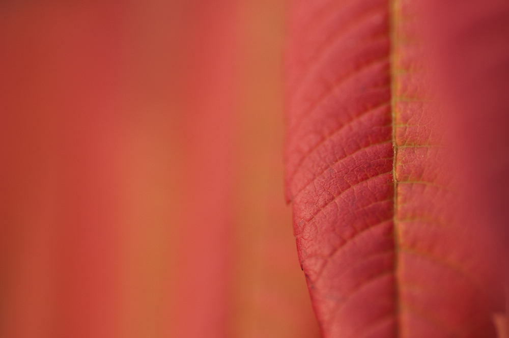 Red autumn leaf