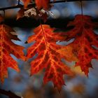 Red Autumn Maple Leaves - Berlin, Germany