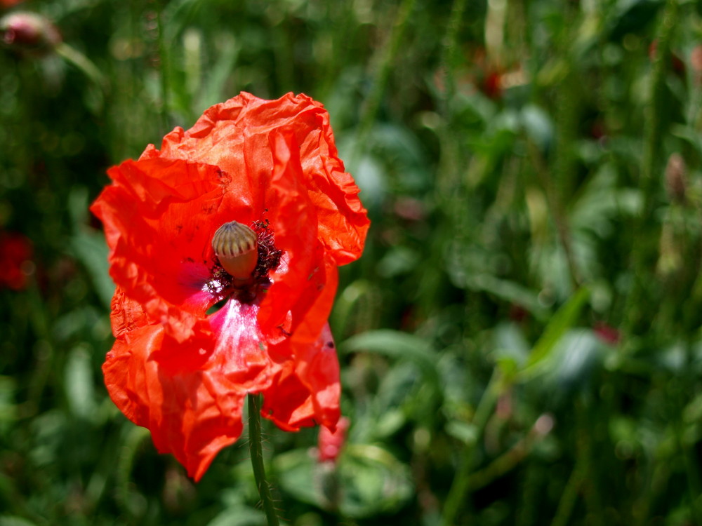 red