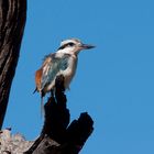 Red - backed Kingfisher