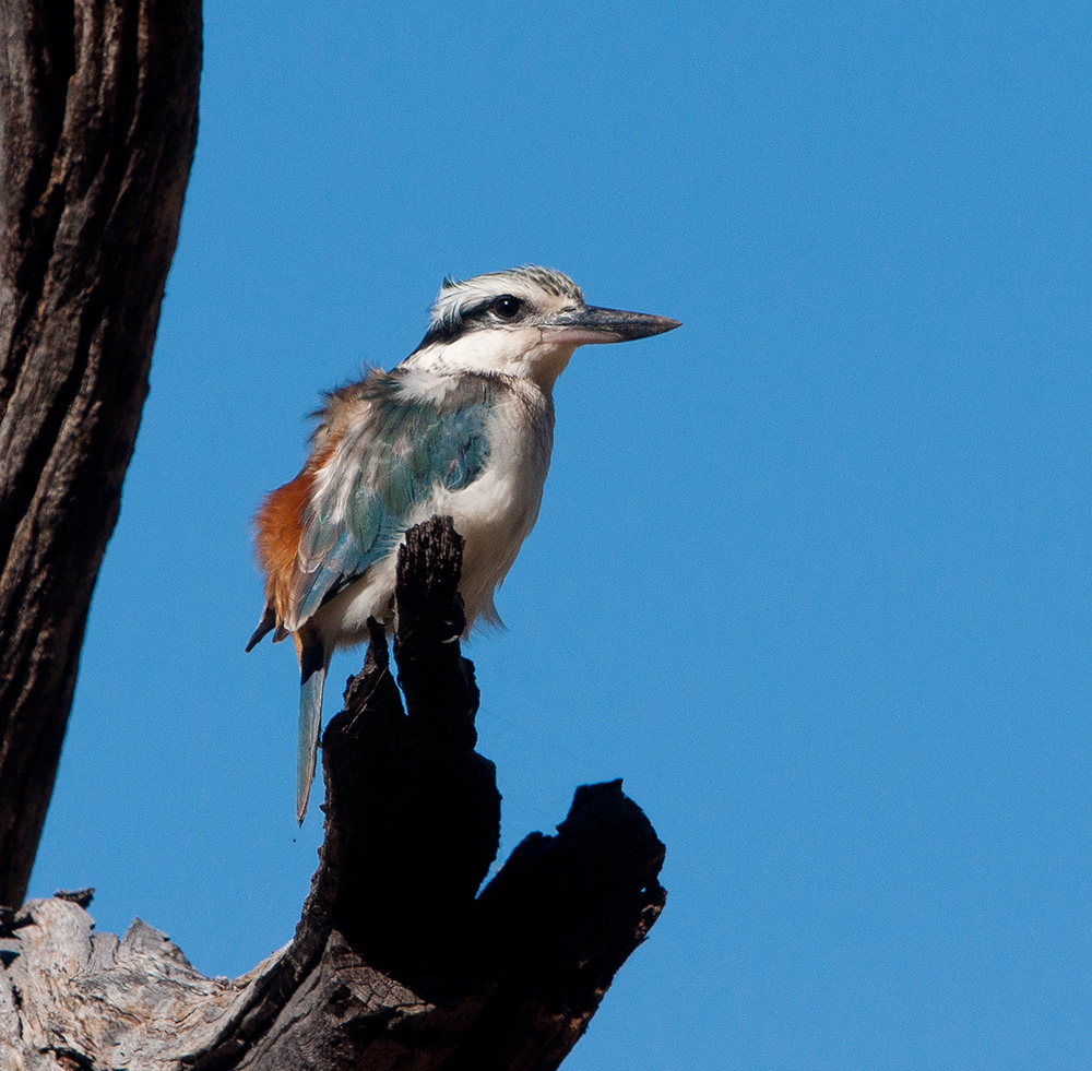 Red - backed Kingfisher