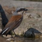 Red-backed shrike