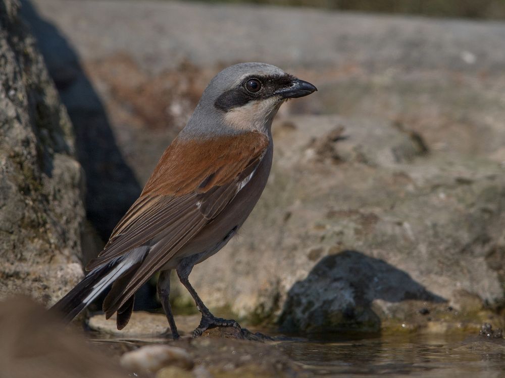 Red-backed shrike