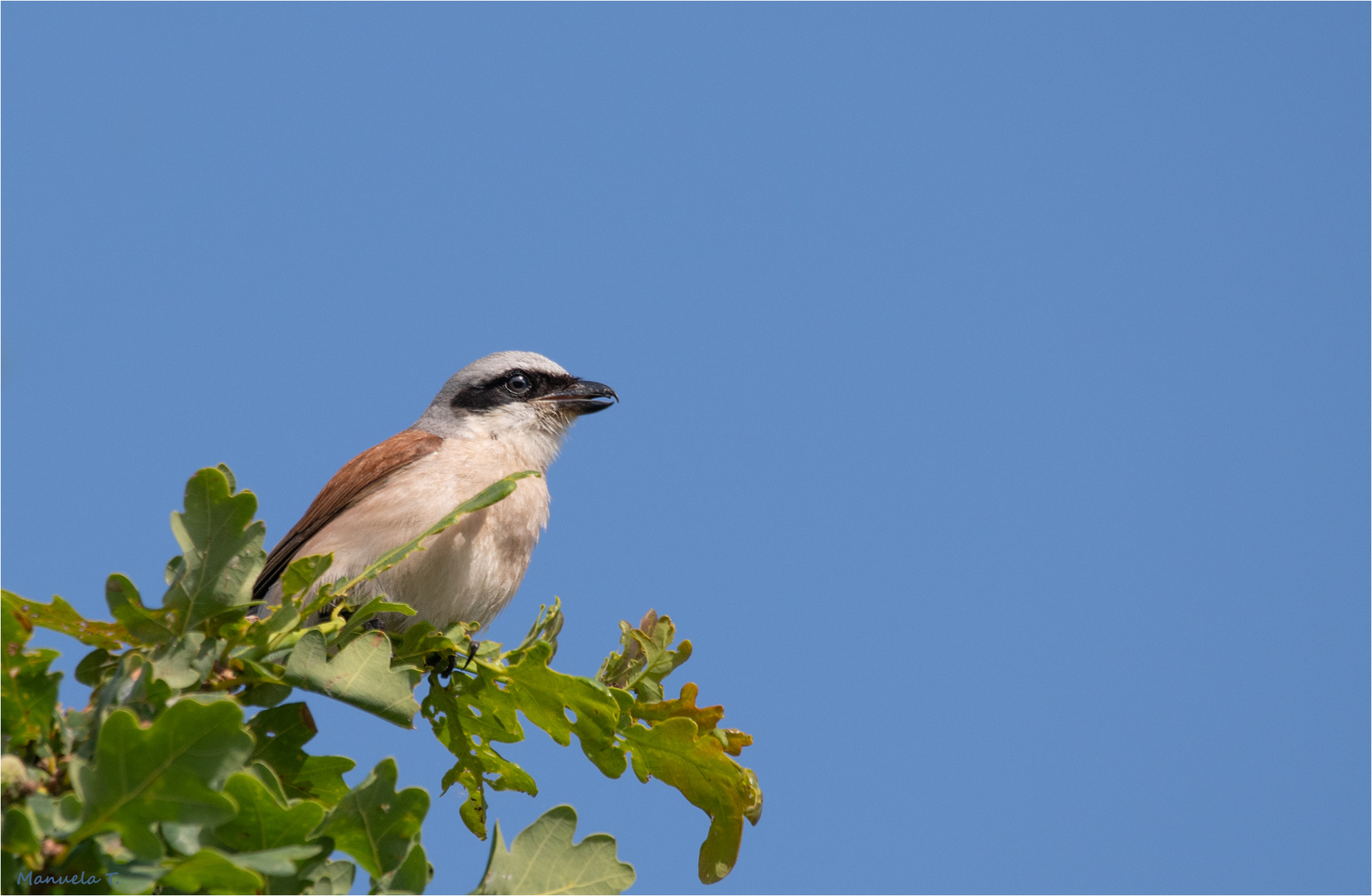 Red backed shrike