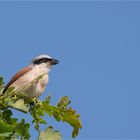 Red backed shrike