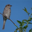 Red - backed shrike