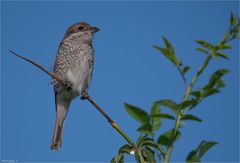 Red - backed shrike