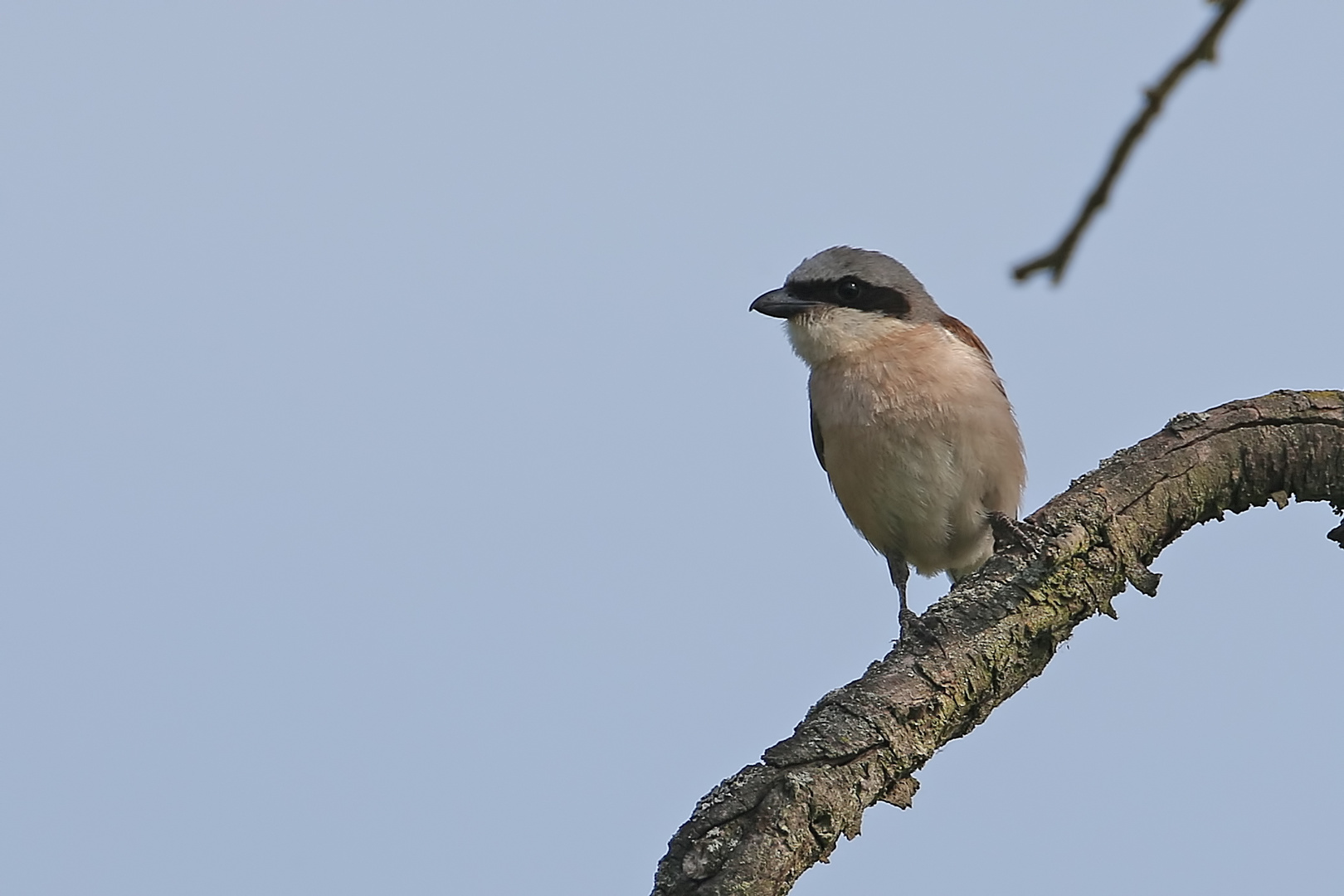 Red-backed Shrike