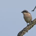 Red-backed Shrike