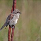 Red-backed shrike